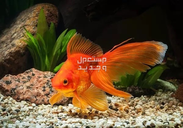 السمكة الذهبية واحدة من أفضل أسماك الزينة تعرف عليها في الأردن سمكة ذهبية بزعنفة طويلة