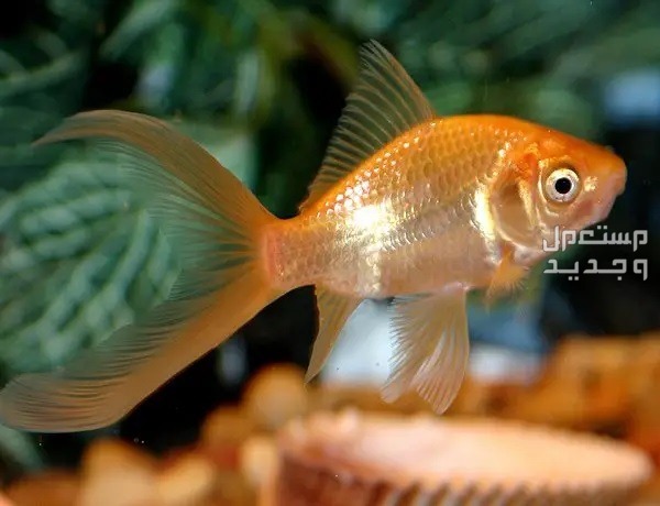 السمكة الذهبية واحدة من أفضل أسماك الزينة تعرف عليها في الأردن سمكة  ذهبية نحيفة