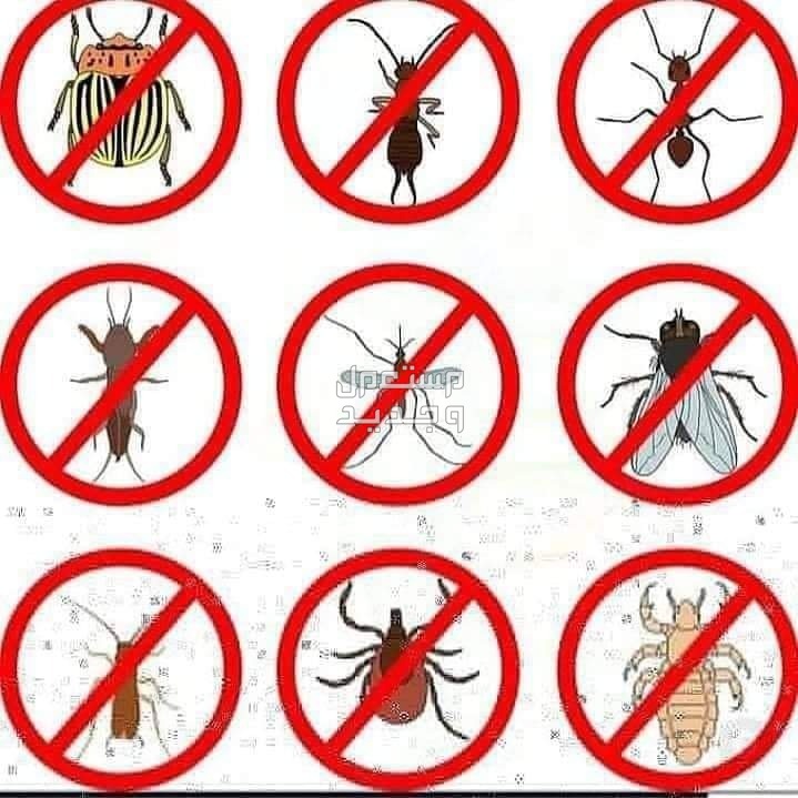 شركة مكافحة ورش حشرات بالمدينة المنورة