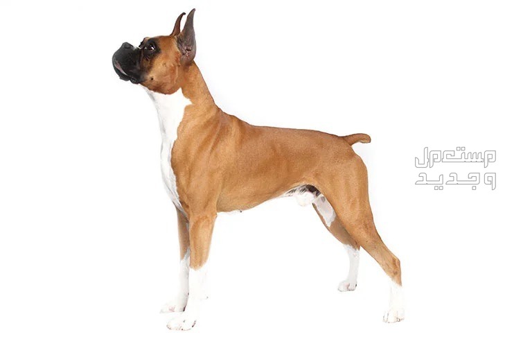كلب البوكسر تعرف على أهم الخصائص والتغذية والتدريب في السودان كلب البوكسر بشخصية قوية