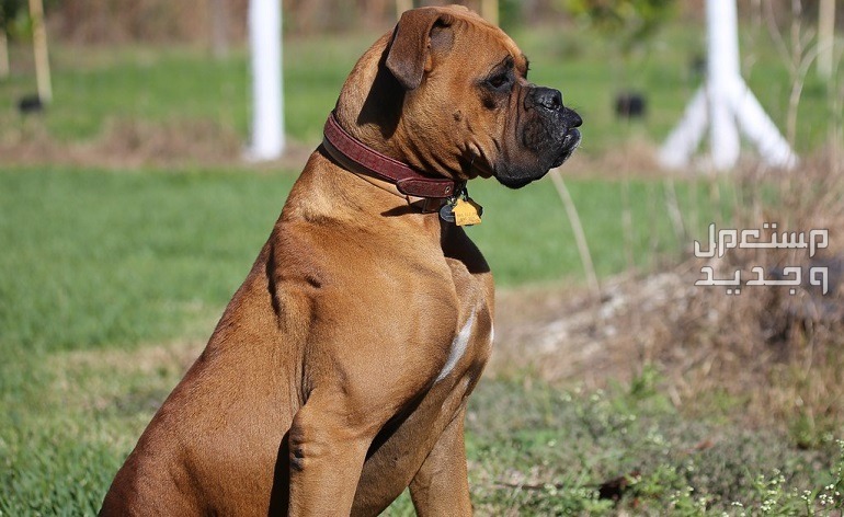كلب البوكسر تعرف على أهم الخصائص والتغذية والتدريب في الأردن كلب بوكسر مدرب
