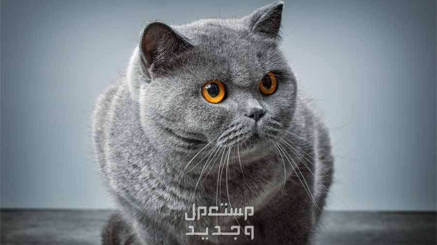 تعرف على أفضل أنواع قطط بريطانية قط بريطاني قصير الشعر