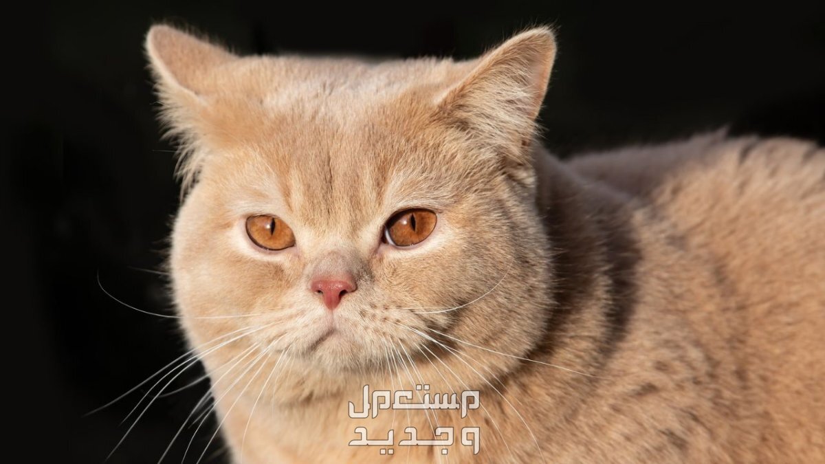 تعرف على أفضل أنواع قطط بريطانية قط بريطاني بلون كريمي