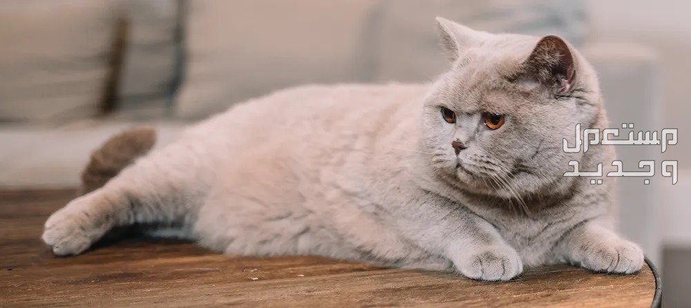 تعرف على أفضل أنواع قطط بريطانية قط بريطاني بوزن زائد