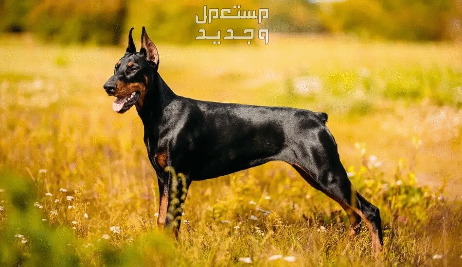تعرف على أبرز أنواع كلاب حراسة للبيع كلب دوبرمان