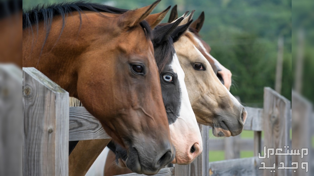 لمحبي الخيول تعرف على أهم المعلومات التي تخص زواج خيول في السعودية خيول متعددة