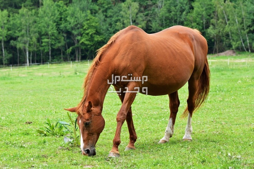 لمحبي الخيول تعرف على أهم المعلومات التي تخص زواج خيول في السعودية تغذية الفرس الحامل