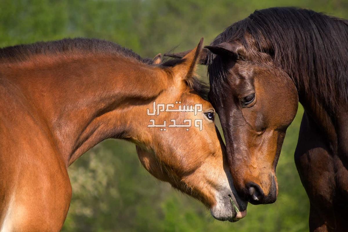 لمحبي الخيول تعرف على أهم المعلومات التي تخص زواج خيول في السعودية زواج الخيول