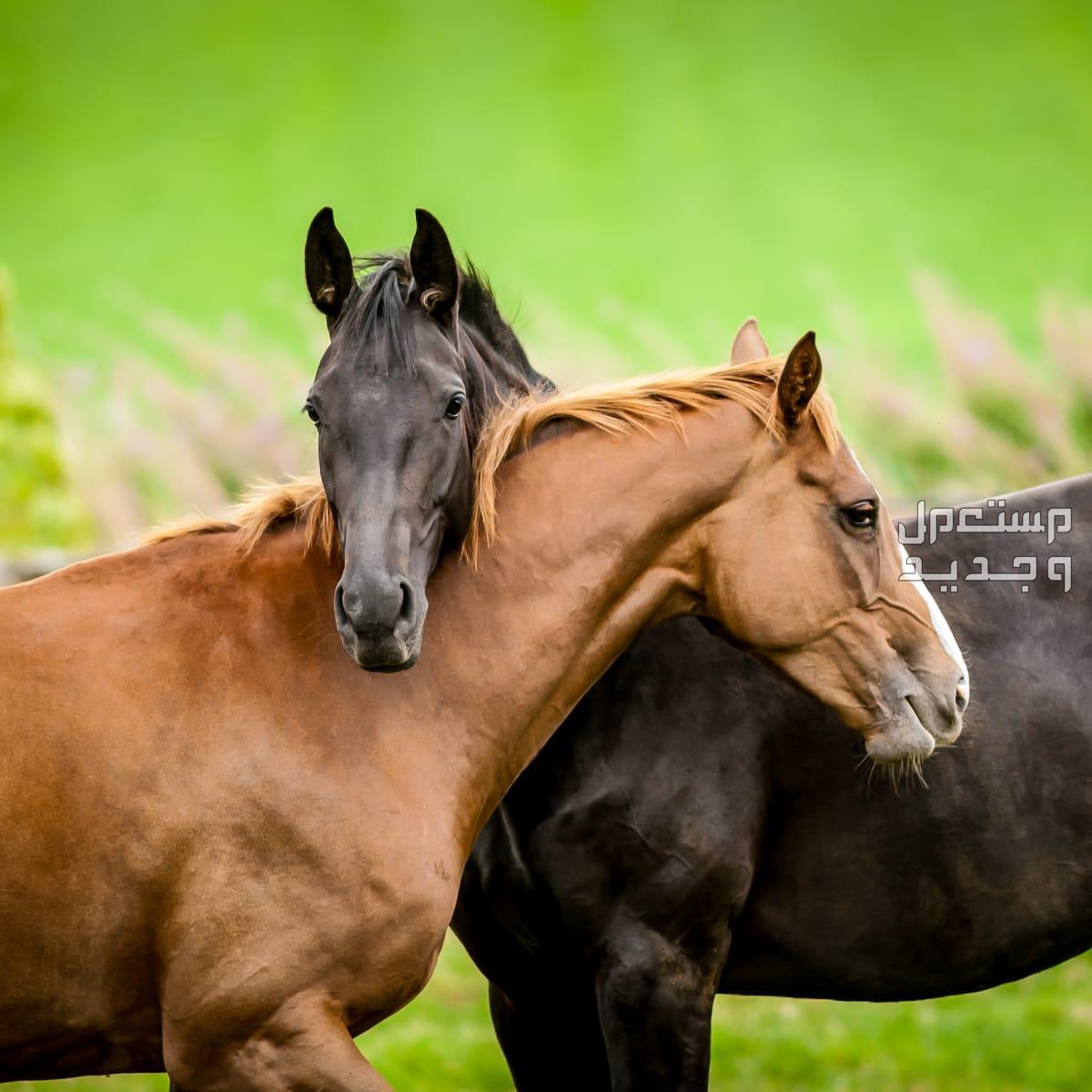 لمحبي الخيول تعرف على أهم المعلومات التي تخص زواج خيول في السعودية خيول رائعة