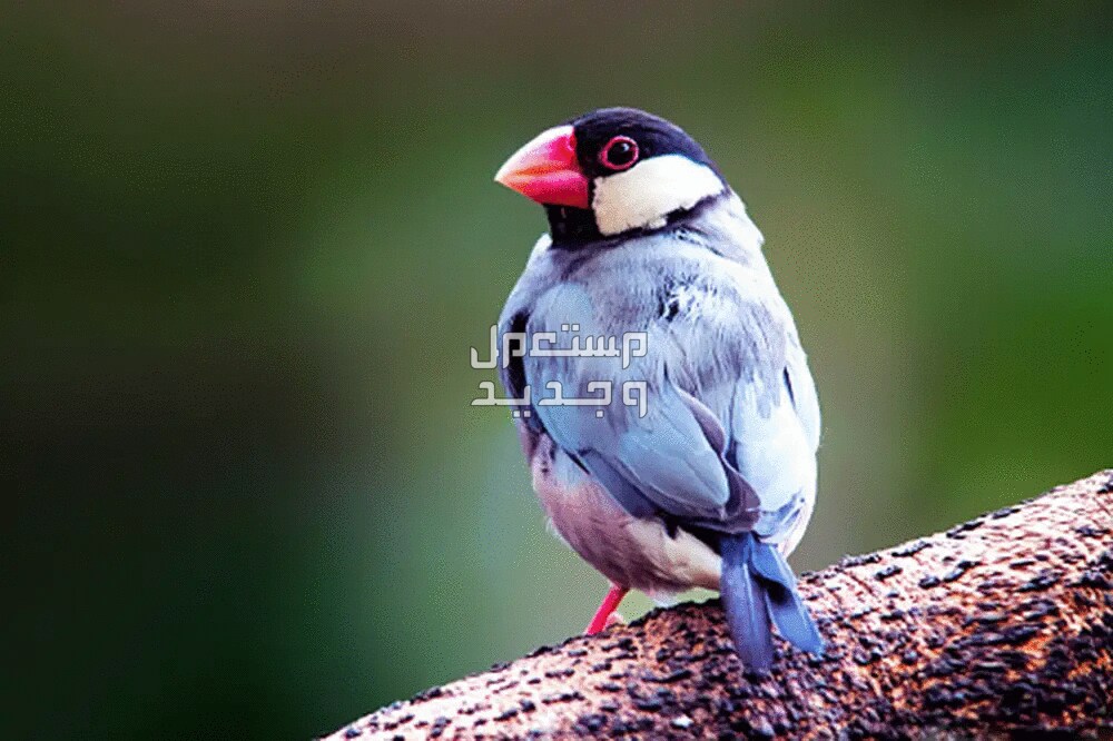تعرف على سعر عصفور الجاوا وأهم مميزاته وكيفية الاعتناء به شكل عصفور الجاوا