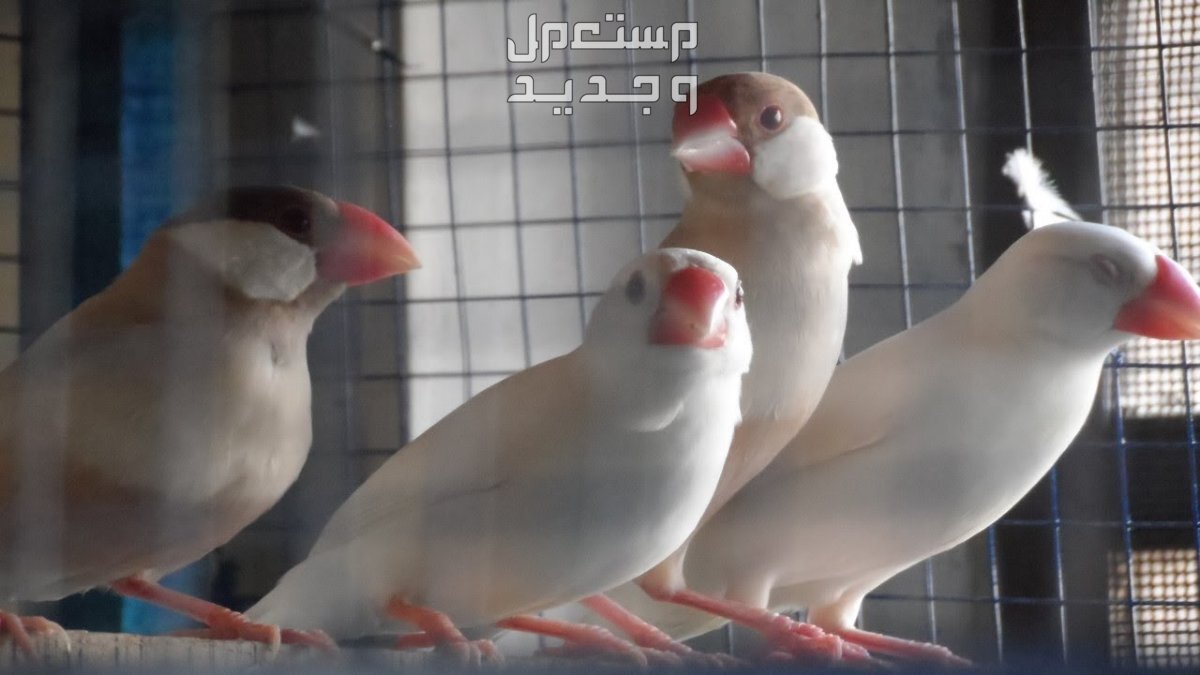 تعرف على سعر عصفور الجاوا وأهم مميزاته وكيفية الاعتناء به عصفور الجاوا بلون أبيض ناصع