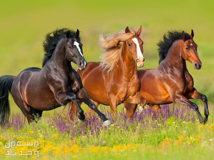 تعرف على أفضل انواع الخيل واستخداماتها خيول برية تتسابق