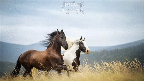 تعرف على أفضل انواع الخيل واستخداماتها انواع الخيل المختلفة