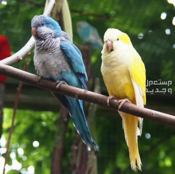 ببغاء كويكر تعرف على أهم صفاته وكيفية الاعتناء به ألوان متنوعة لطائر كويكر