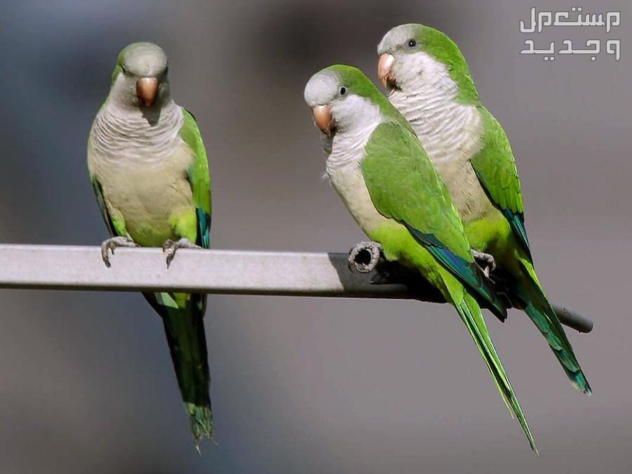 ببغاء كويكر تعرف على أهم صفاته وكيفية الاعتناء به أشكال ببغاوات كويكر