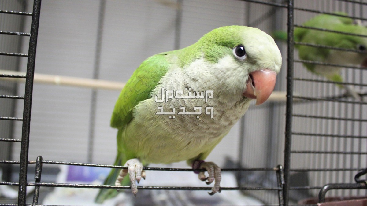 ببغاء كويكر تعرف على أهم صفاته وكيفية الاعتناء به طائر كويكر لطيف