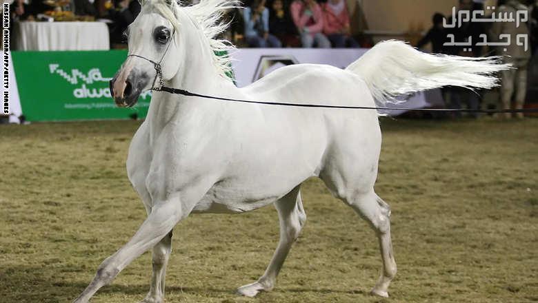 تعرف على أشهر الخيول العربية وأفضلها خيل عربي أبيض