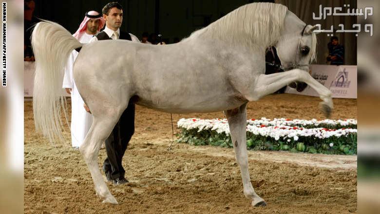 تعرف على أشهر الخيول العربية وأفضلها في السعودية خيول عربية مدربة