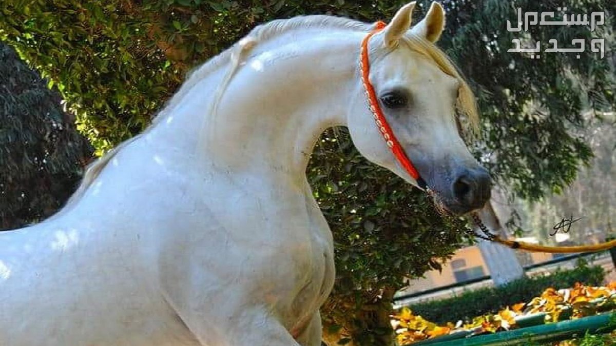 تعرف على أشهر الخيول العربية وأفضلها في السعودية شكل الحصان العربي