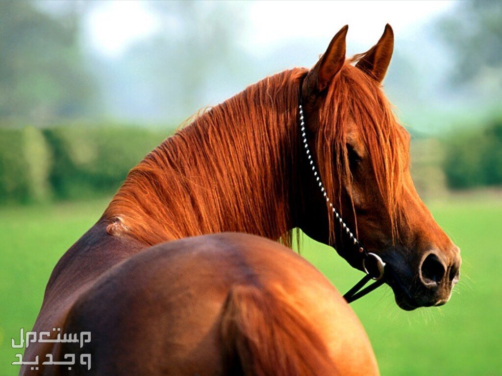 تعرف على أشهر الخيول العربية وأفضلها في السعودية خيول عربية