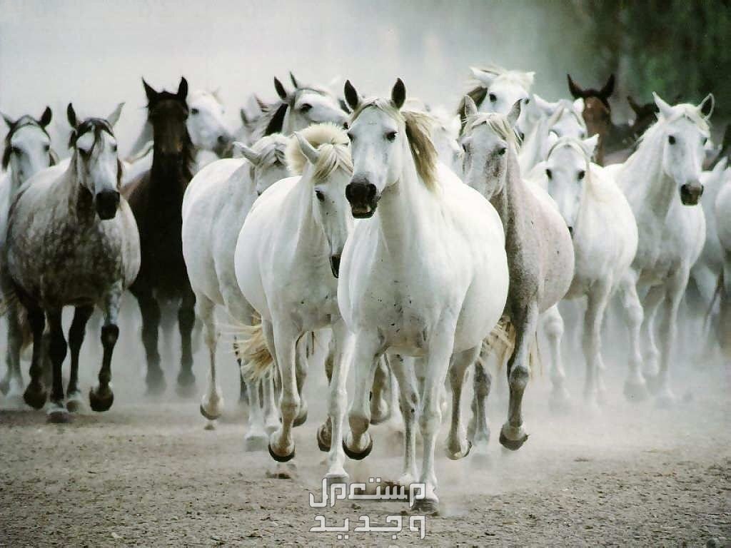 تعرف على أشهر الخيول العربية وأفضلها خيول عربية متعددة الأنواع