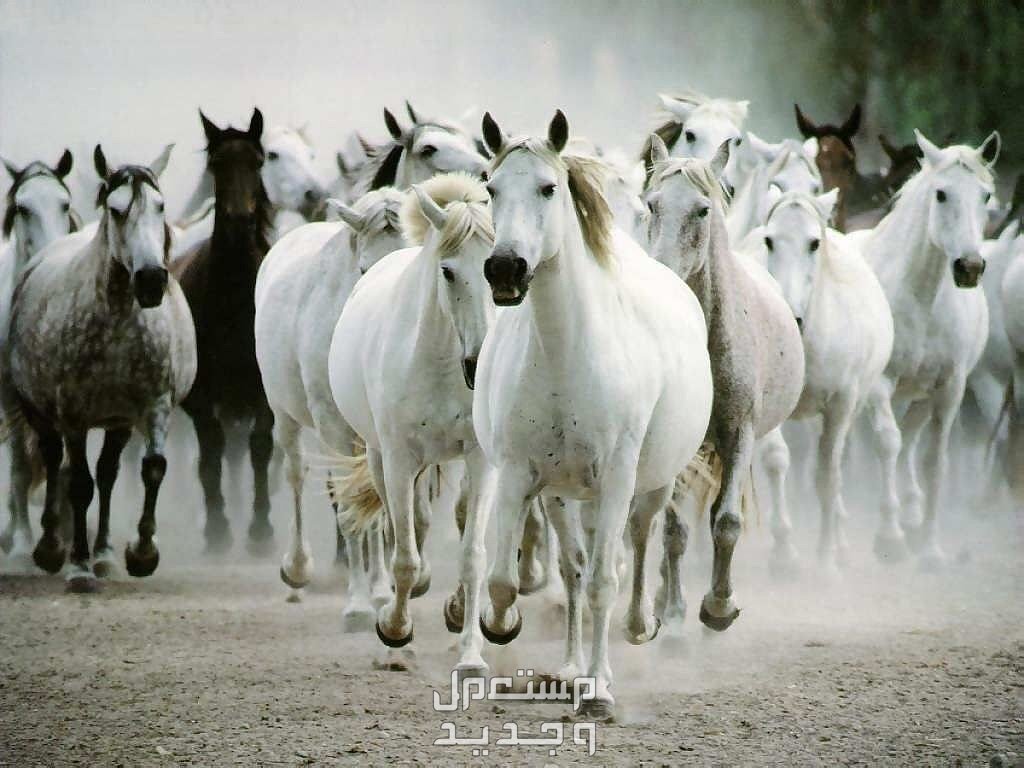 تعرف على أشهر الخيول العربية وأفضلها في السعودية خيول عربية متعددة الأنواع