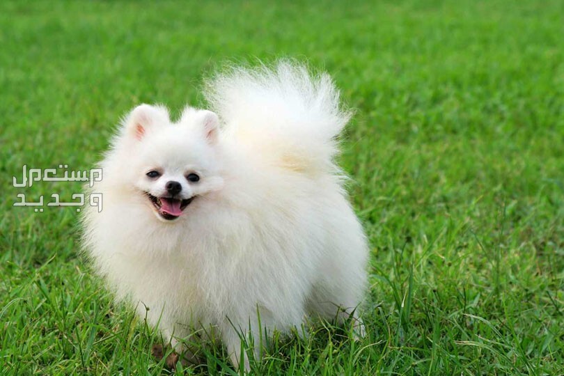 دليل شامل عن اسعار بومرينيان وكيفية العناية به وتدريبه كلب بومرينيان أبيض