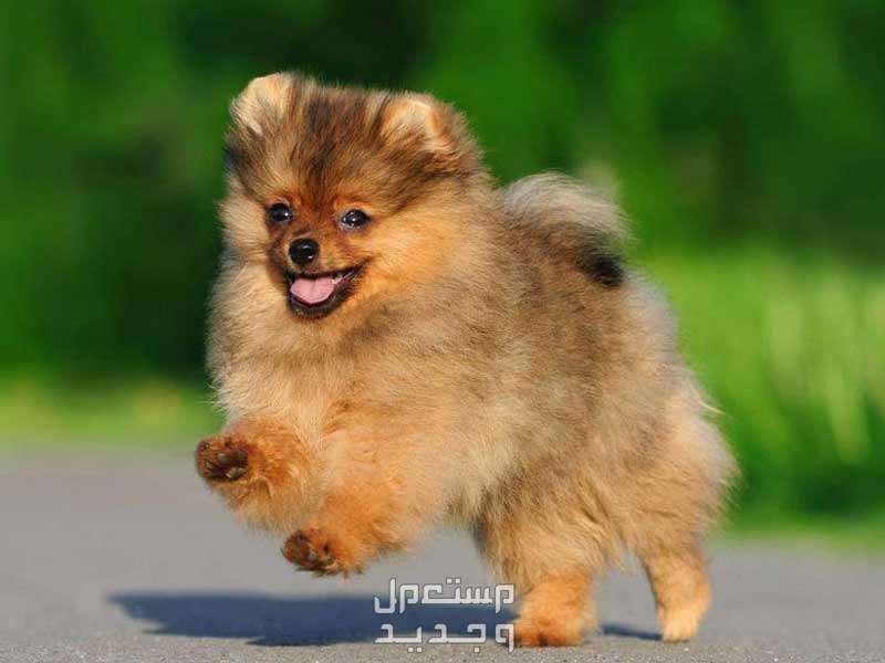 دليل شامل عن اسعار بومرينيان وكيفية العناية به وتدريبه في الجزائر كلب بومرينيان يركض