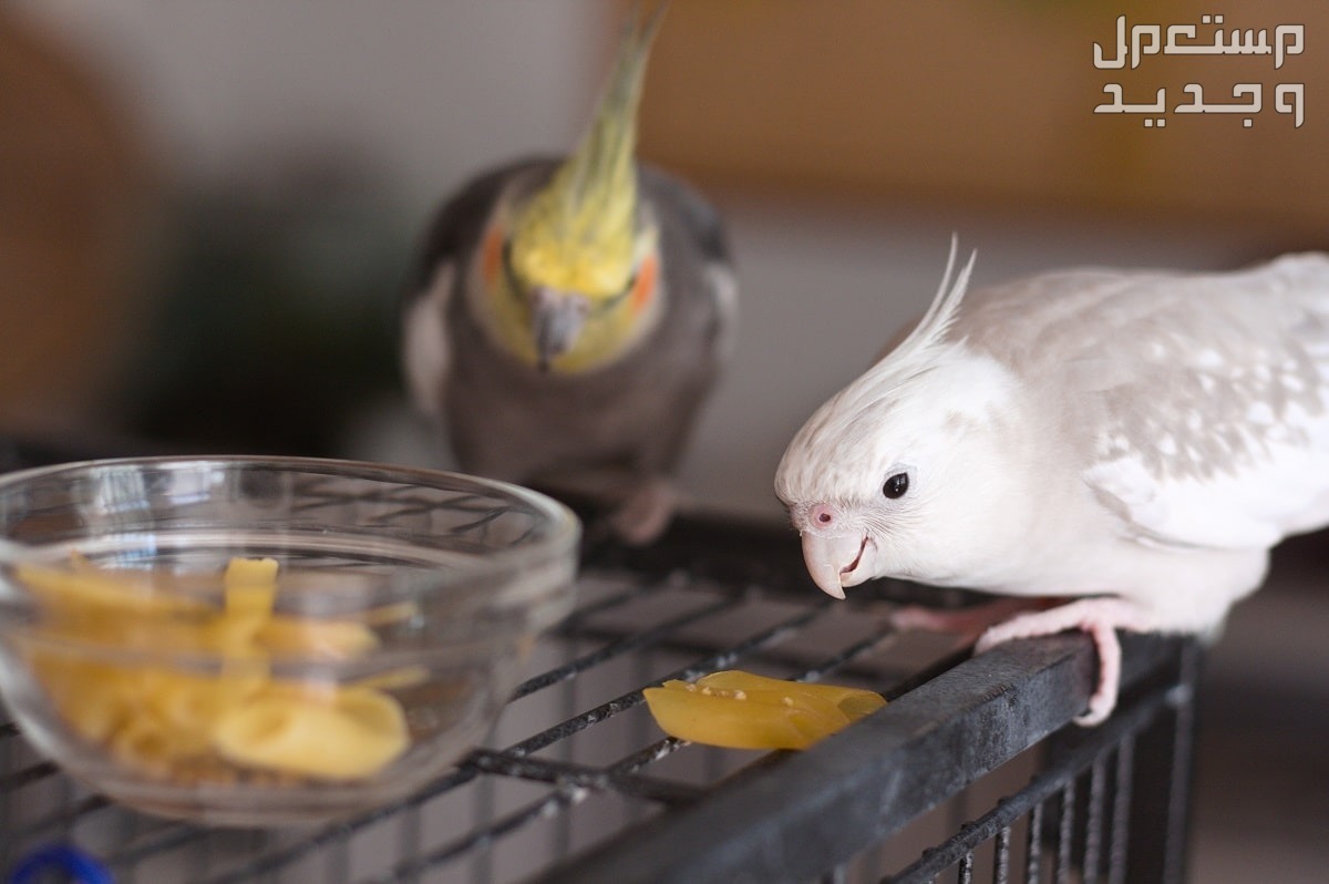 دليل شامل لتعلم تغذية طائر الكروان والعناية المثالية به في جيبوتي العناية بطائر الكروان