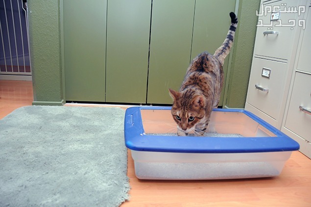 اكتشف كيفية تدريب القطط على الحمام بسهولة في الأردن قط يتفقد صندوق الرمال
