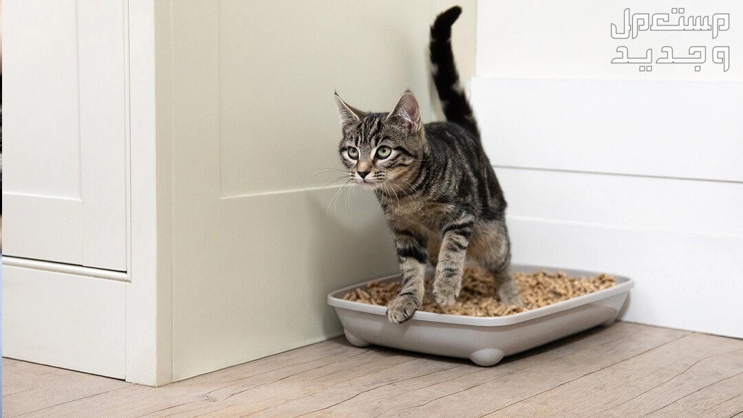 اكتشف كيفية تدريب القطط على الحمام بسهولة في الأردن قط يخرج من صندوق الرمال