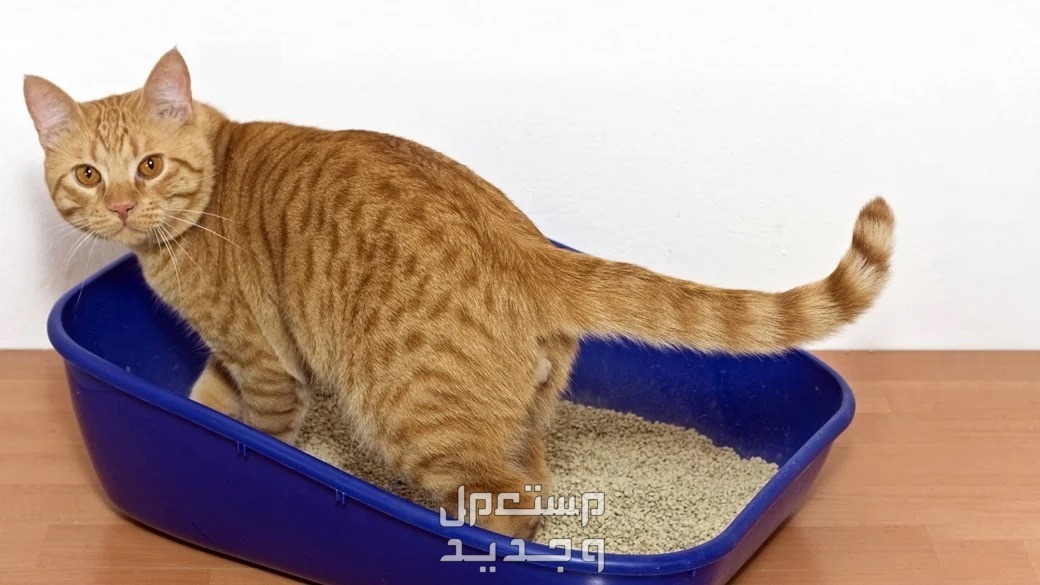 اكتشف كيفية تدريب القطط على الحمام بسهولة في الأردن صندوق رمل مناسب الحجم