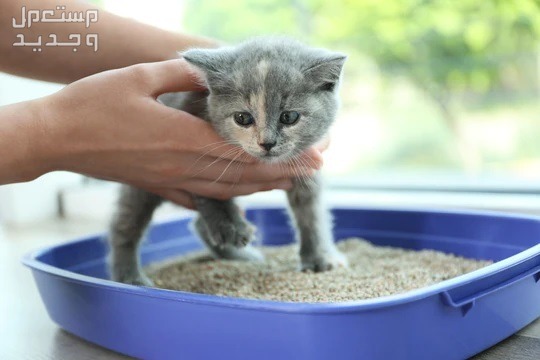 اكتشف كيفية تدريب القطط على الحمام بسهولة في الأردن تدريب القطط على الحمام