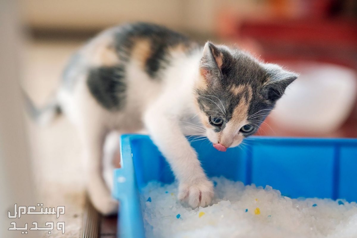 اكتشف كيفية تدريب القطط على الحمام بسهولة في موريتانيا نوع رمال مختلف