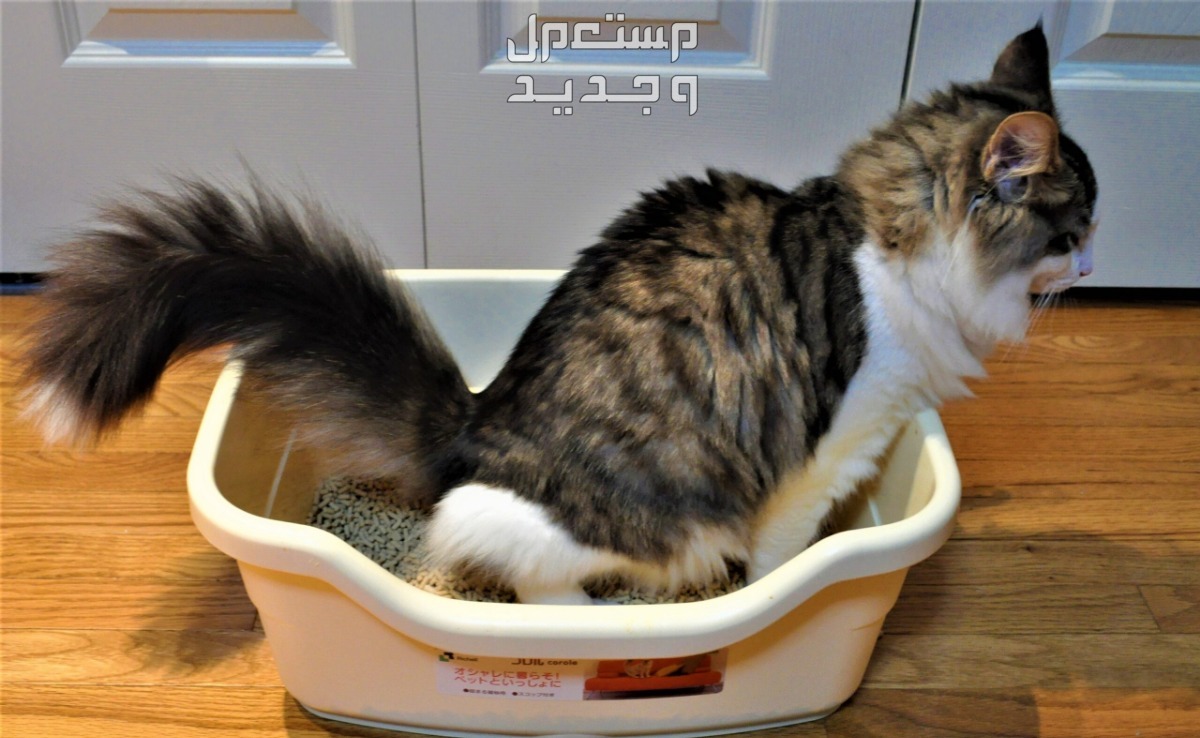 اكتشف كيفية تدريب القطط على الحمام بسهولة في الأردن قط يقضي حاجته