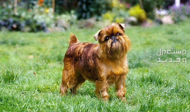 كلب الجريفون تعرف على أهم صفاته وكيفية الاعتناء به في ليبيا كلب جريفون بالغ