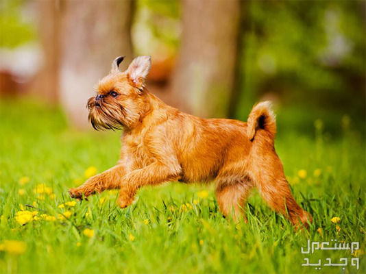 كلب الجريفون تعرف على أهم صفاته وكيفية الاعتناء به في ليبيا كلب جريفون يركض