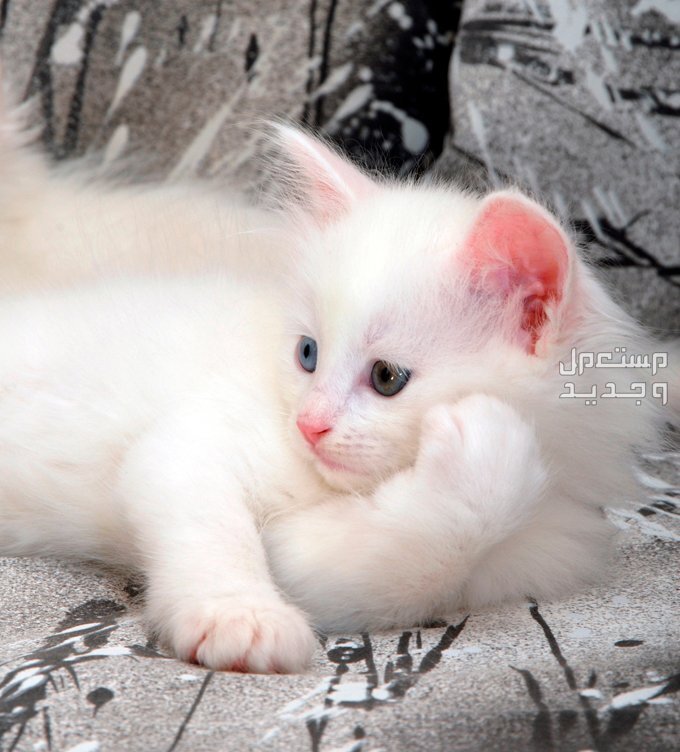 قطة تركية من سلالة أنغورا تعرف عليها في الكويت قطة صغيرة لطيفة