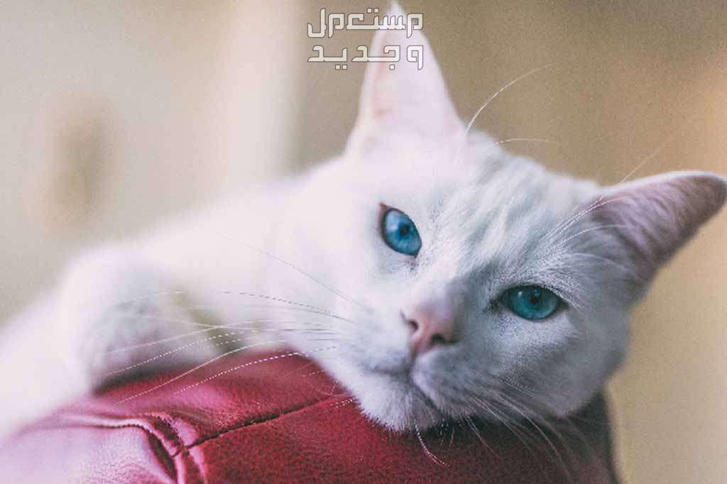 قطة تركية من سلالة أنغورا تعرف عليها عيون القطة التركية