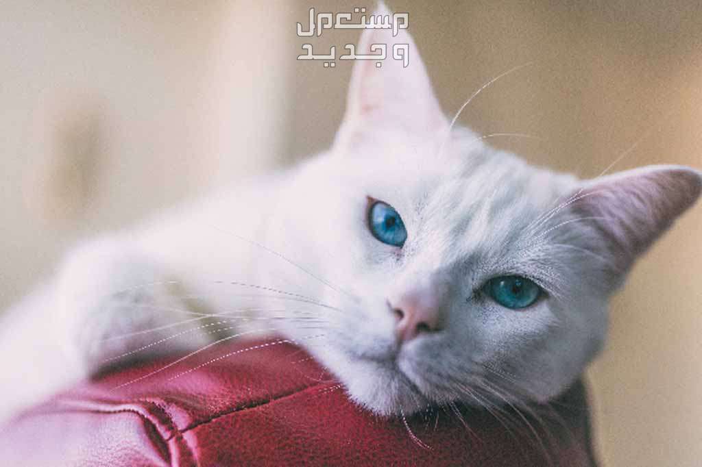 قطة تركية من سلالة أنغورا تعرف عليها في الكويت عيون القطة التركية