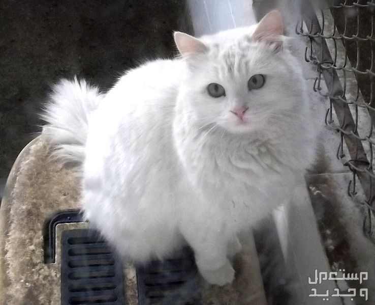 قطة تركية من سلالة أنغورا تعرف عليها قطة أنغورا