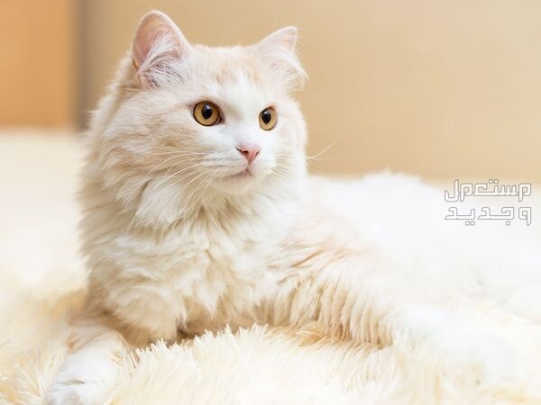 قطة تركية من سلالة أنغورا تعرف عليها في الكويت قط أنغورا التركي