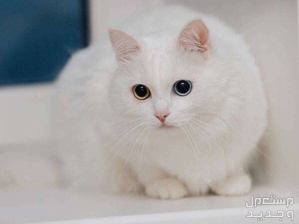 قطة تركية من سلالة أنغورا تعرف عليها في الكويت عيون مختلفة لقطط أنغورا