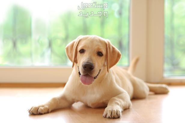 تعرف على افضل كلاب للمنزل وتعلم كيفية اختيار الكلب المناسب في السعودية كلب مناسب للمنزل