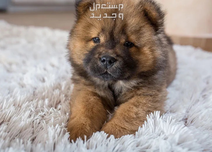 تعرف على افضل كلاب للمنزل وتعلم كيفية اختيار الكلب المناسب في السعودية كلب صغير للمنزل