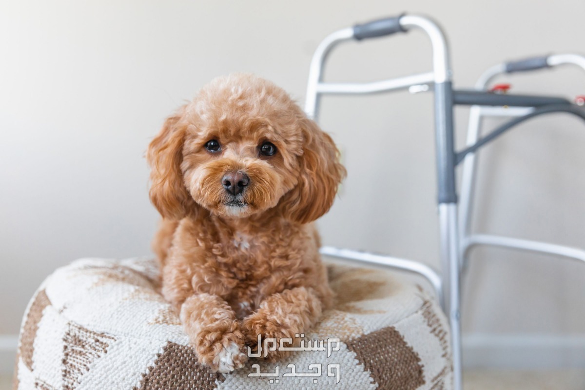 تعرف على افضل كلاب للمنزل وتعلم كيفية اختيار الكلب المناسب في السعودية كلب صغير