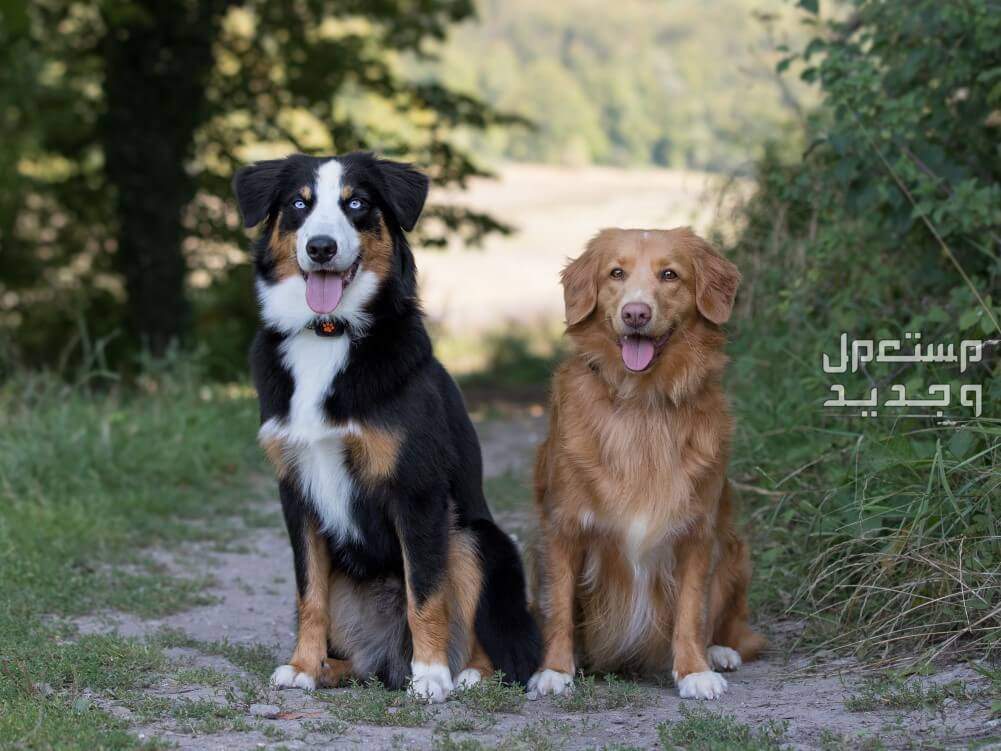 تعرف على افضل كلاب للمنزل وتعلم كيفية اختيار الكلب المناسب في تونس كلاب متنوعة للتربية