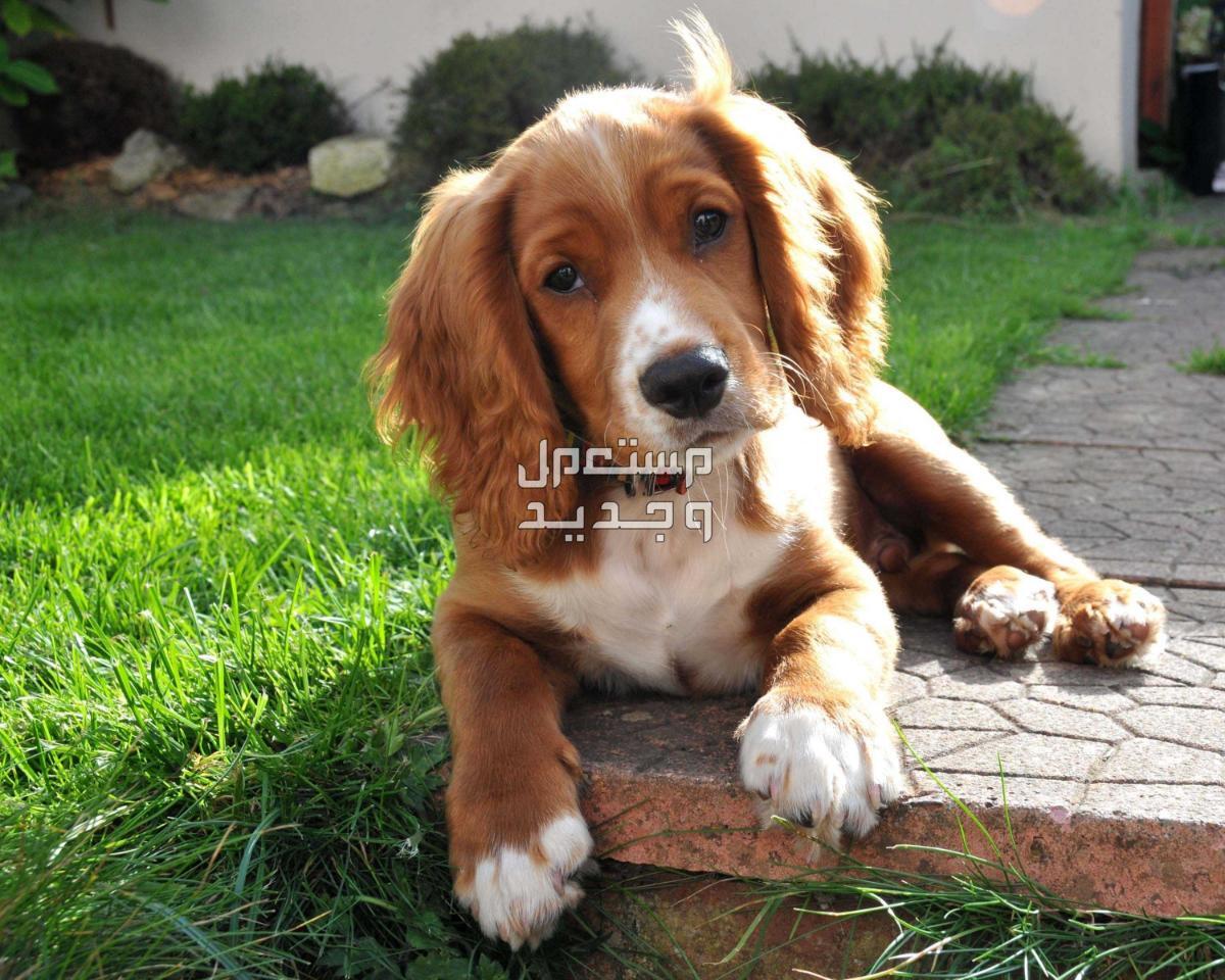تعرف على افضل كلاب للمنزل وتعلم كيفية اختيار الكلب المناسب في الإمارات العربية المتحدة كلب صغير يعيش في الحديقة