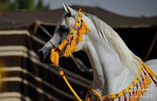 تعرف على سلالات الخيل الرائعة ومميزاتها الفريدة تاريخ الخيل