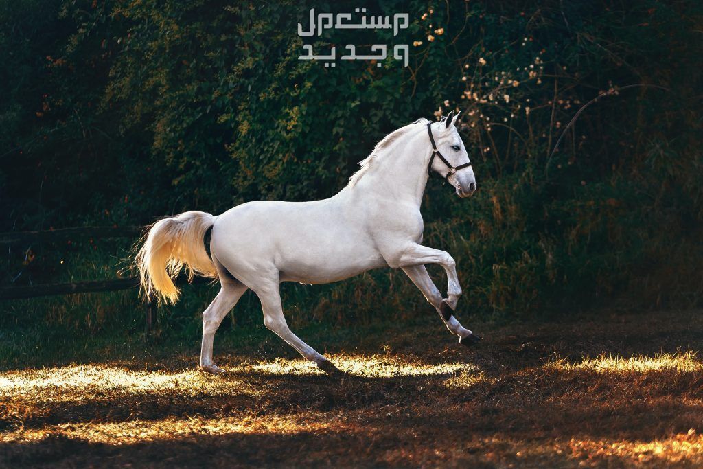 تعرف على سلالات الخيل الرائعة ومميزاتها الفريدة خيل قوي